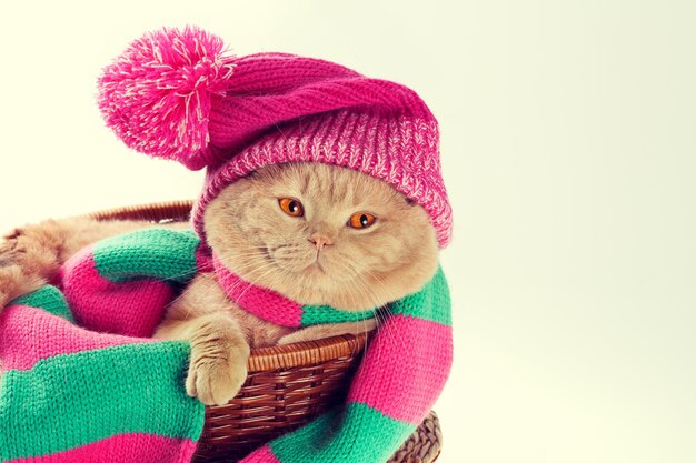 Cat wearing a pink knitting hat with pompom and a scarf