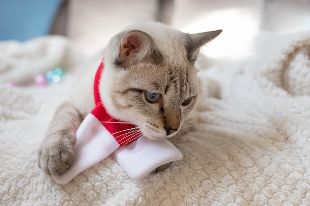 Cat wearing scarf and lying on blanket at home in winter relax concept Cozy Christmas holidays