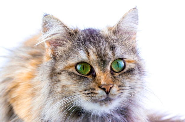 Cat on a white background