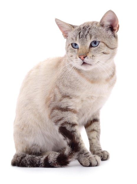 Cat on a white background