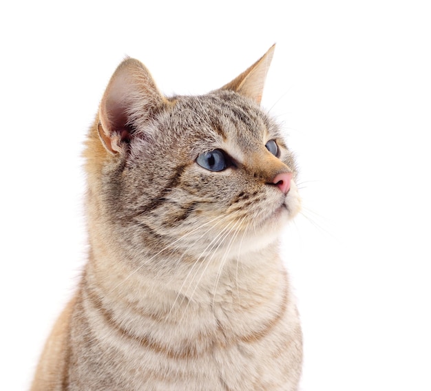 Cat on a white background