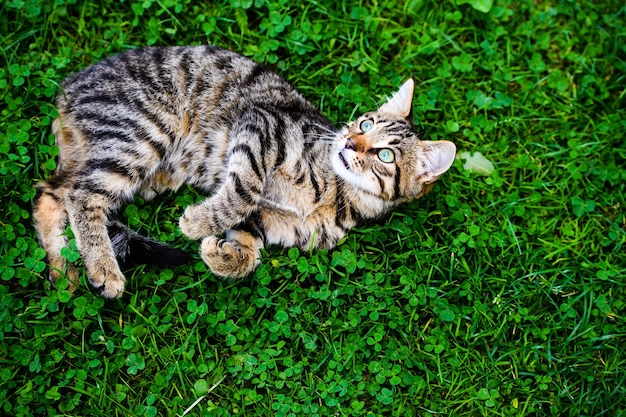 Cat with amazing eyes on green grass