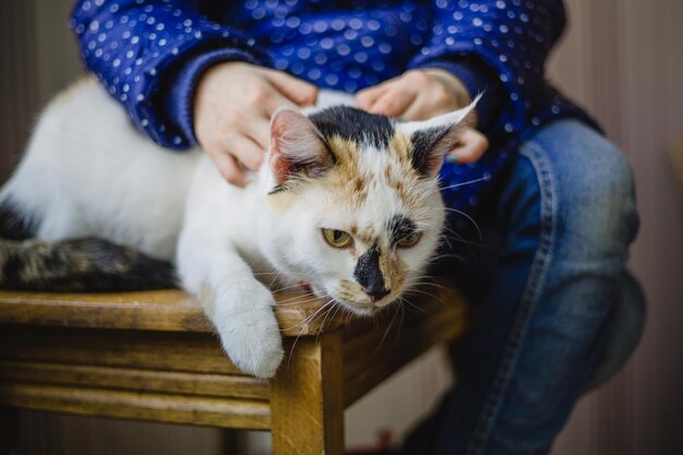 Photo a cat with a black nose is being groomed.