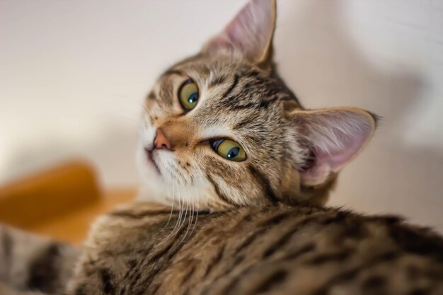 Photo a cat with a brown and black striped face is looking at the camera.