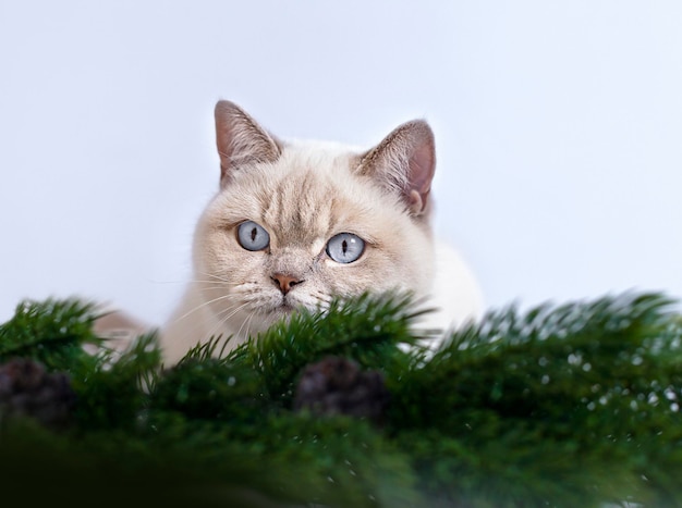 cat with a fir branch lies on a blue background