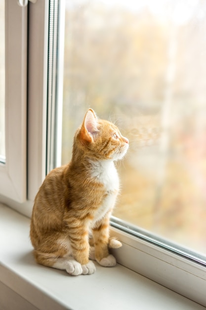 Cat with ginger fur is sitting on window. High quality photo