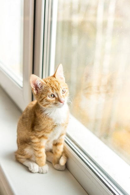 Photo cat with ginger fur is sitting on window