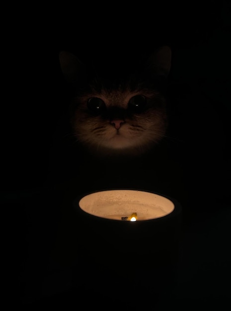 Photo a cat with a glowing face is looking at a candle