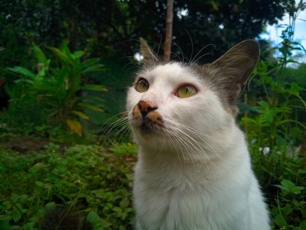 A cat with a green eye is looking up at the camera.