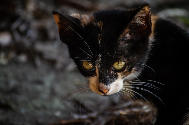 A cat with green eyes is looking at the camera