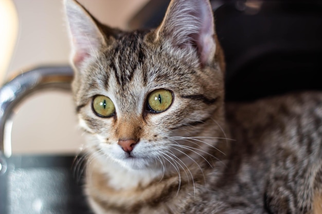 A cat with green eyes sits on a black chair.