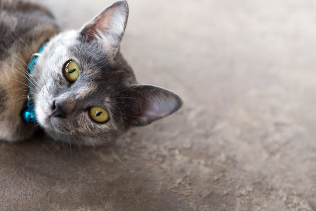 A cat with green eyes 