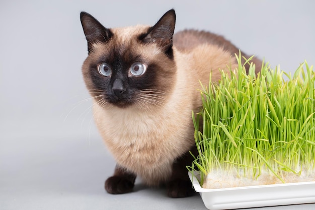 Cat with green grass on a gray background Cute siamese cat