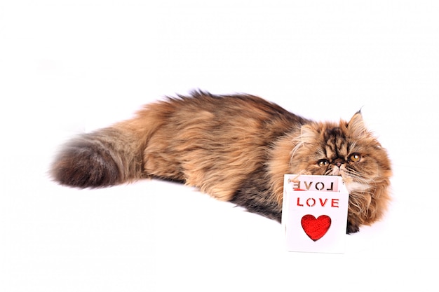 Cat with heart gift box isolated on white background. tricolor persian cat