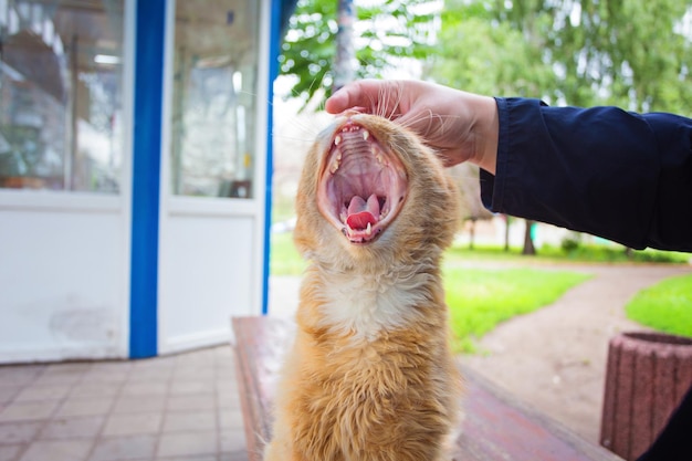 A cat with an open mouth in the process of yawning