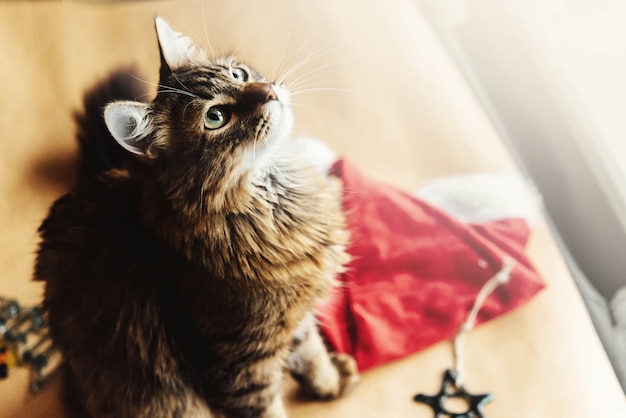 Cat with a santa hat next to him