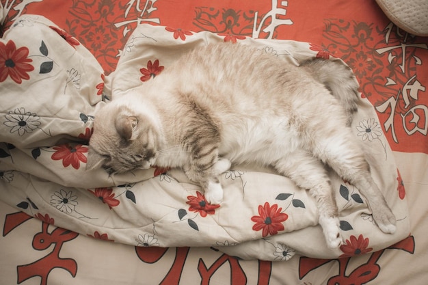 Photo a cat with a striped tail is sleeping on a blanket.