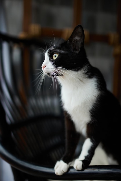 Cat with stripes sits on the couch and looks directly at the camera