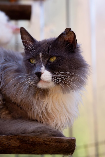 Cat with torn left ear turns its head