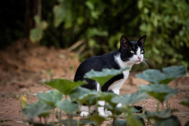 A cat with white and black stripes is in the garden