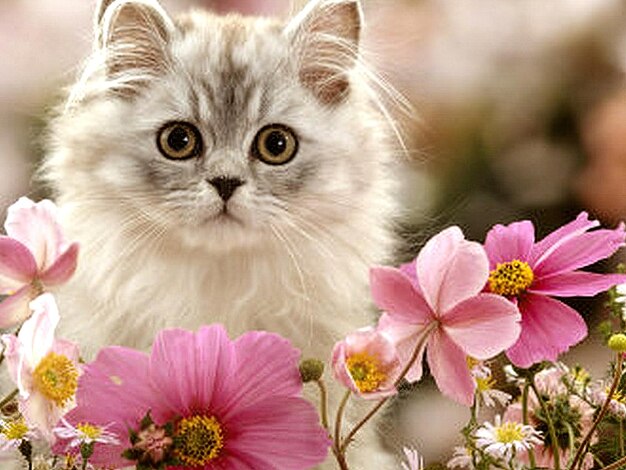 Photo a cat with a white face and pink flowers