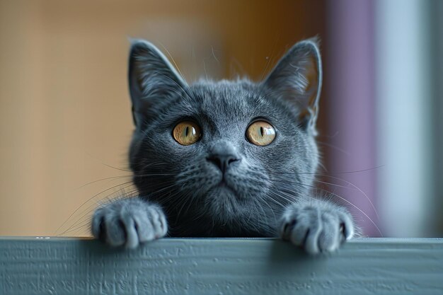 a cat with yellow eyes looking over a fence