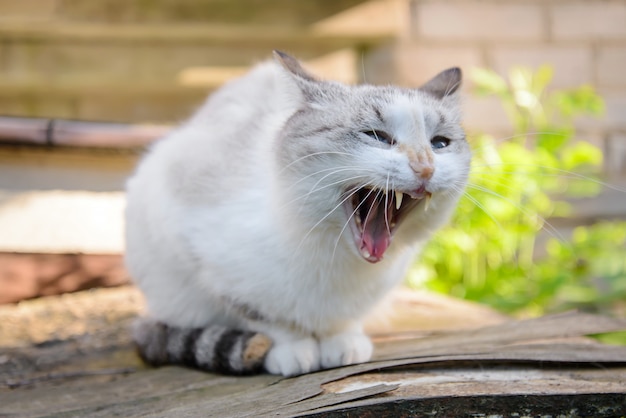 The cat yawns widely as if yelling at someone