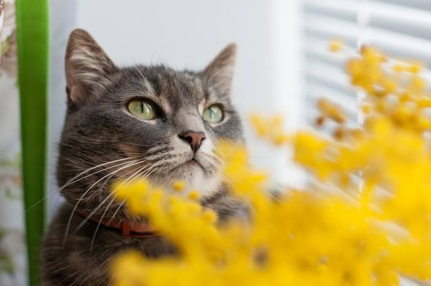 A cat next to yellow flowers with a blurry background