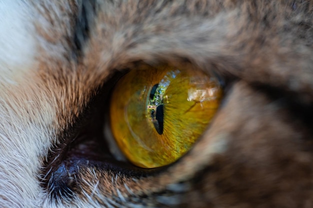 Cat39s eye macro photo