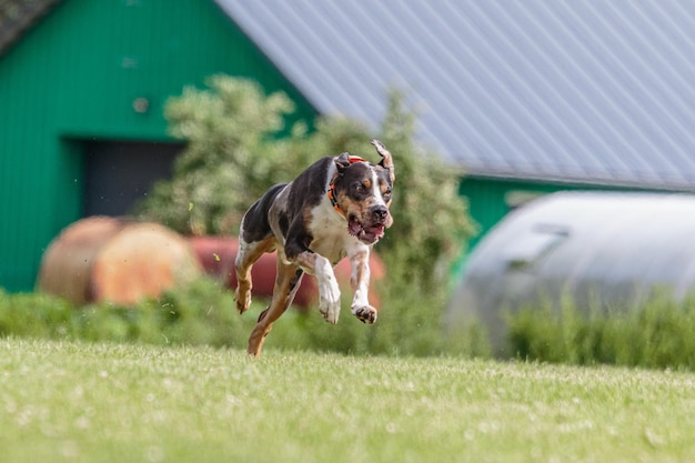 Catahoula dog running in the field on lure coursing competition