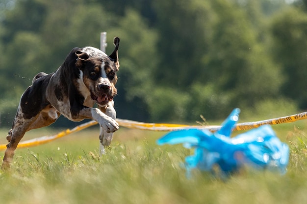 Catahoula Leopard Dog running in lure coursing