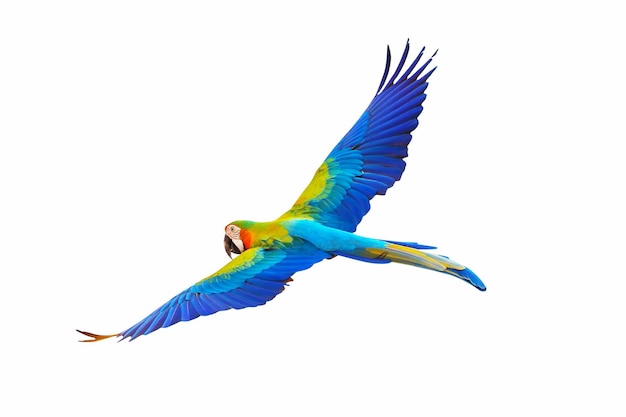 Catalina parrot flying isolated on white background.