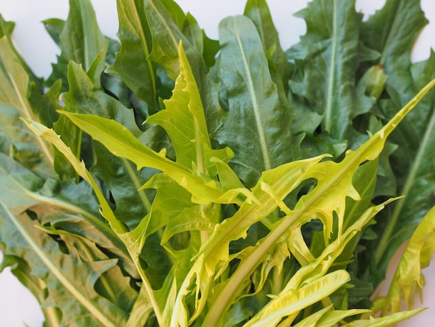 Catalonian chicory salad