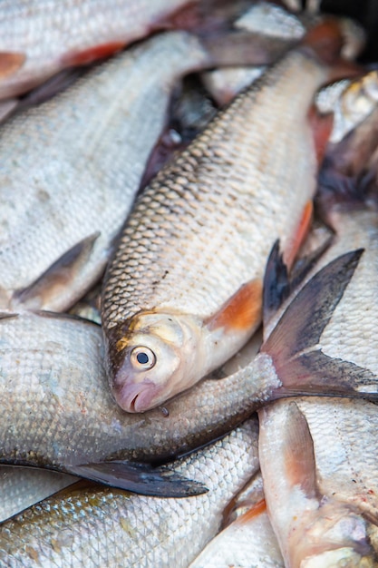 Catch of fish bream and roach selective focus