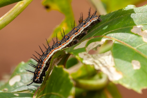 Caterpilar on leaf eating