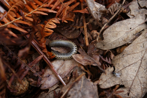 A caterpillar and a fly in autumn