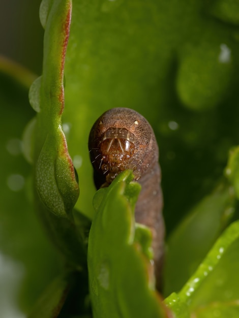 Caterpillar of the genus Spodoptera eating the flower of the plant Flaming Katy of the species Kalanchoe blossfeldiana