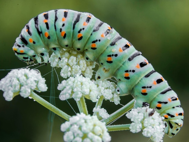 Photo a caterpillar is on a flower with white flowers