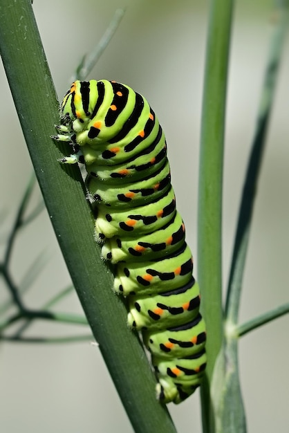 A caterpillar is on a plant in the backyard of a house in the woods.