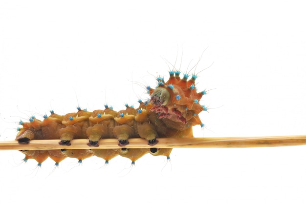 Caterpillar isolated on a white background