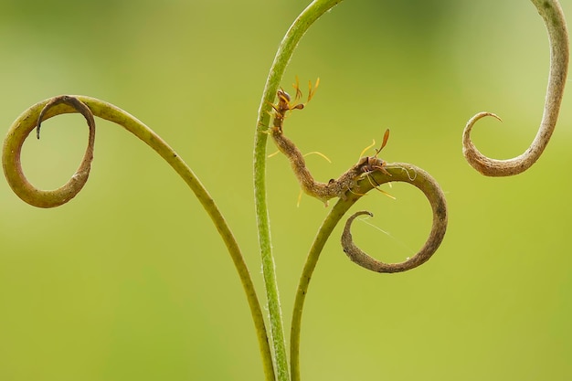 Photo caterpillar on leaf of nephentest