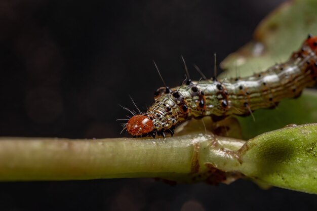 Photo caterpillar of the order lepidoptera eating a common purslane plant of the species portulaca oleracea