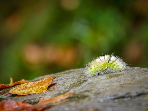 Photo a caterpillar on a tree stump with leaves in the background