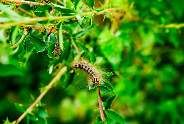 Caterpillar in the wild. A furry caterpillar. Medveditsa-kayya. Caterpillar on a green leaf.