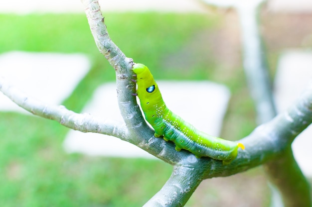 Caterpillar worm eating leaves nature in the garden