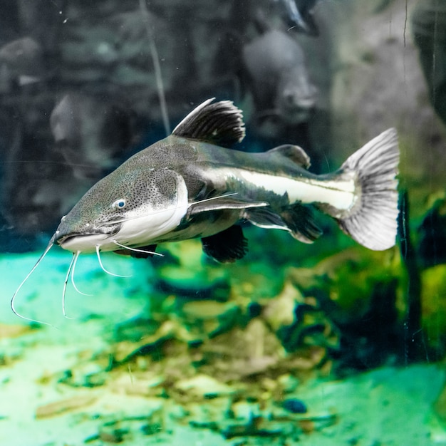 Catfish in the aquarium