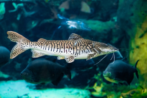 Catfish in the aquarium