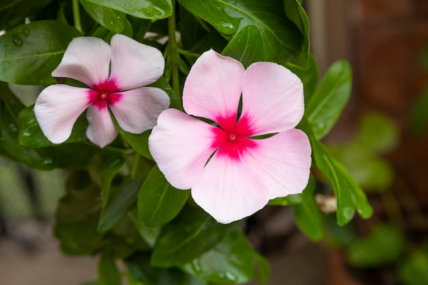 Catharanthus roseus commonly known as the Madagascar periwinkle rose periwinkle