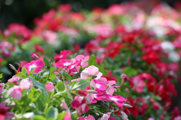 Catharanthus roseus G.Don colorful flowers decorate at Thailand public park background