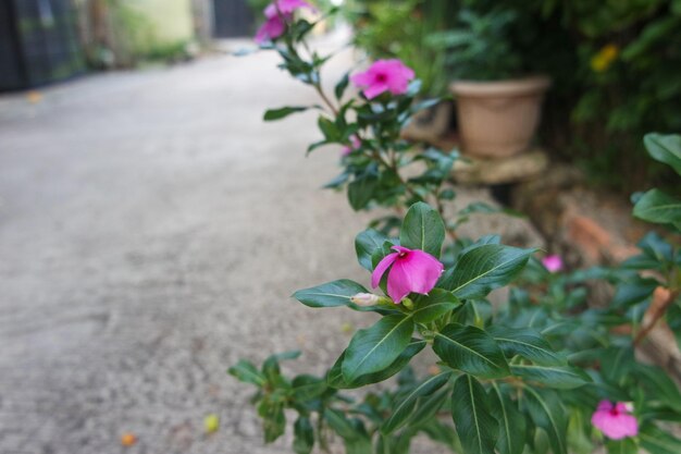 Catharanthus roseus or Tapak Dara flower in the garden